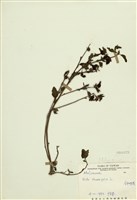 藏品(金午時花)的圖片